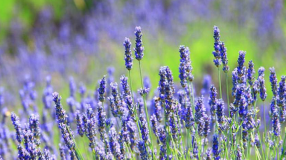 Lavanda